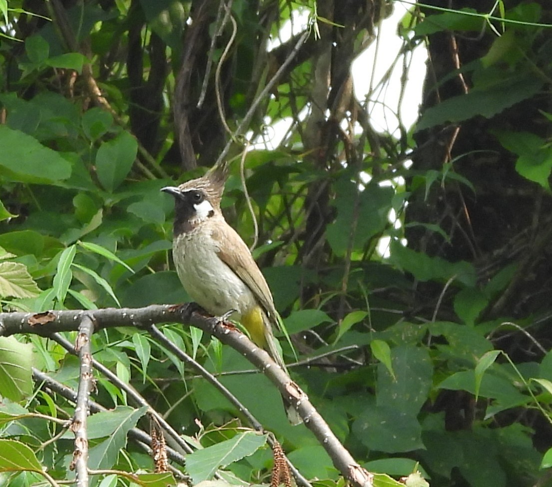 Himalayan Bulbul - ML638007940