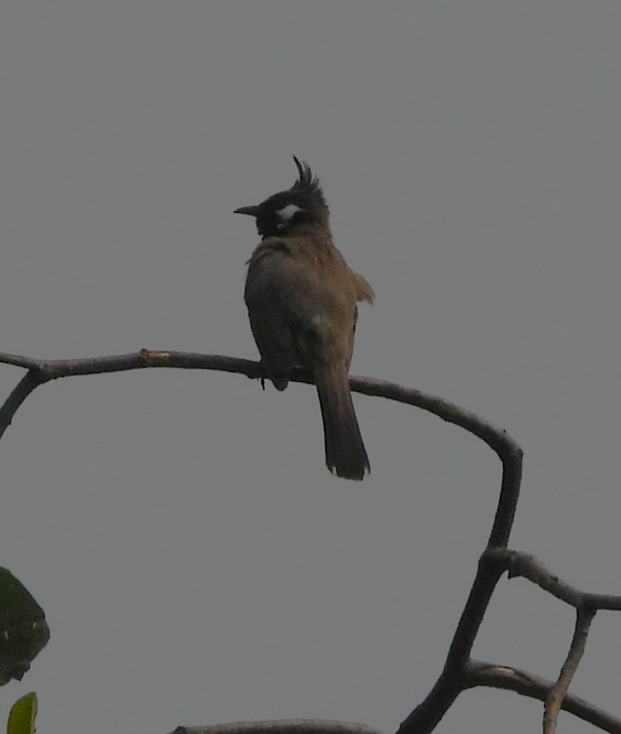 Himalayan Bulbul - ML638007941