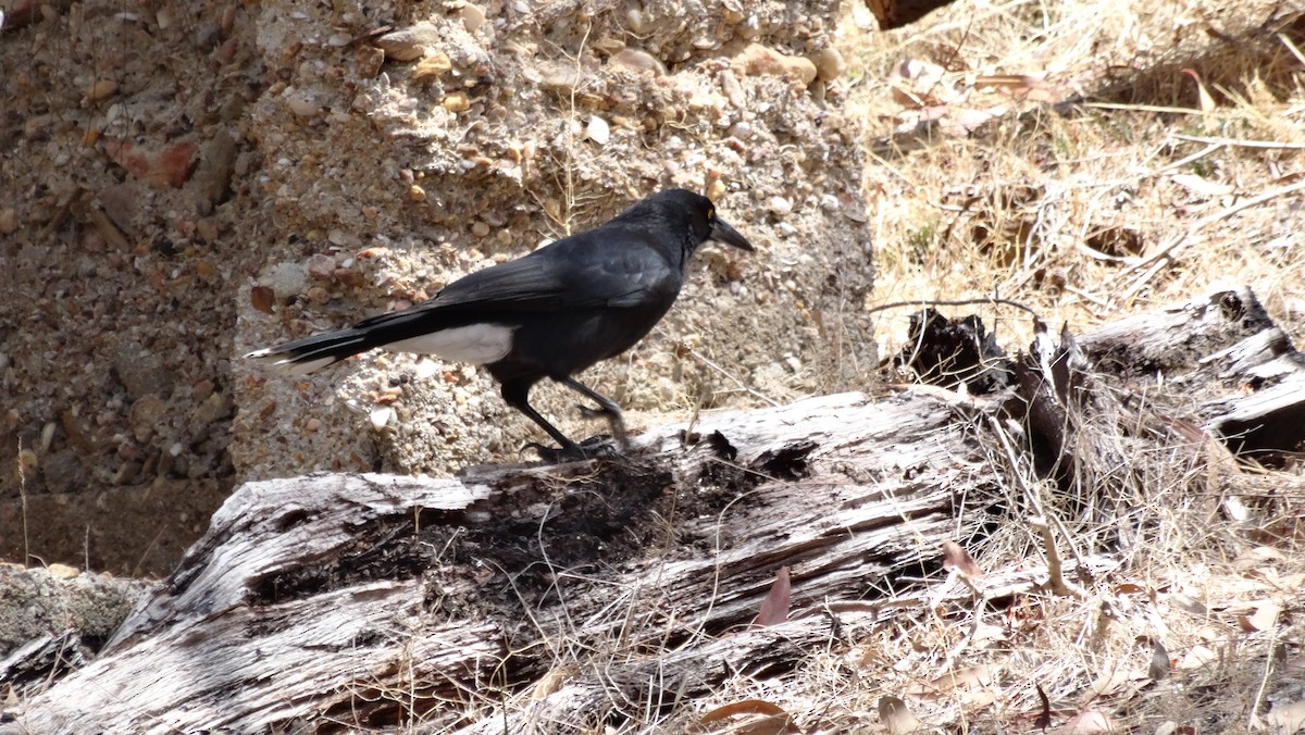Gray Currawong - ML638007953