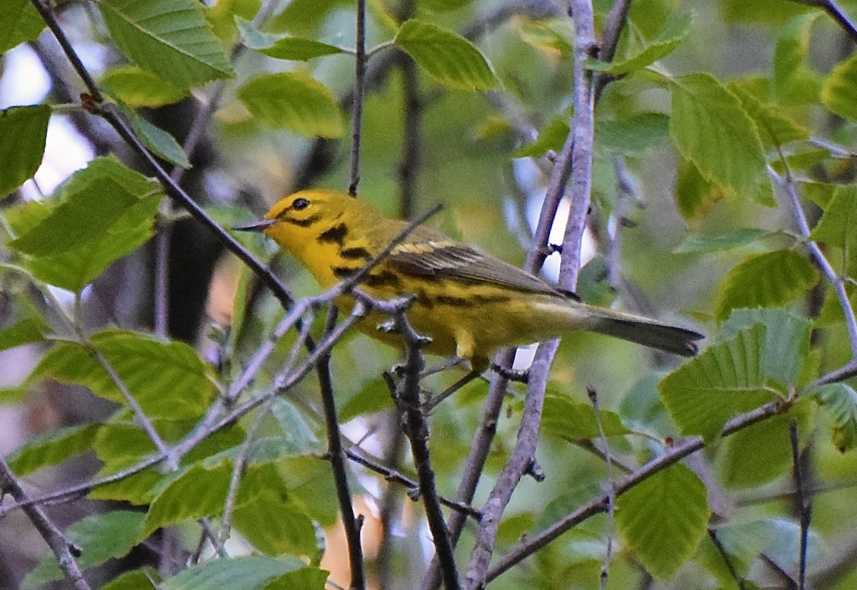 Prairie Warbler - ML638007955