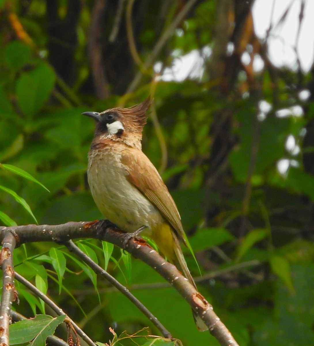 Himalayan Bulbul - ML638007956