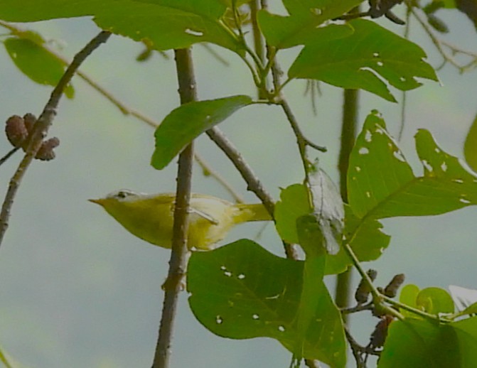 Gray-hooded Warbler - ML638007969