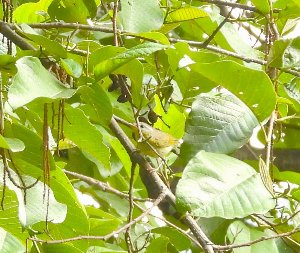 Gray-hooded Warbler - ML638007972