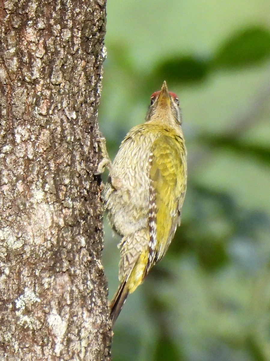 Streak-throated Woodpecker - ML638007989
