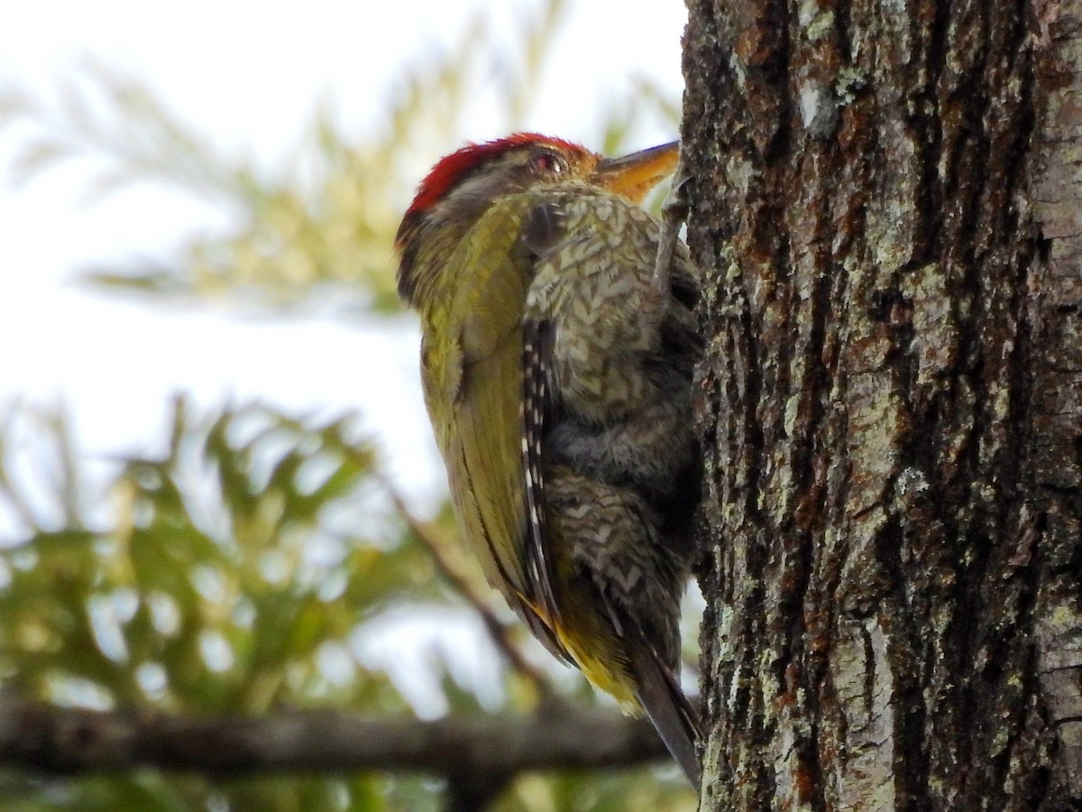 Streak-throated Woodpecker - ML638007992