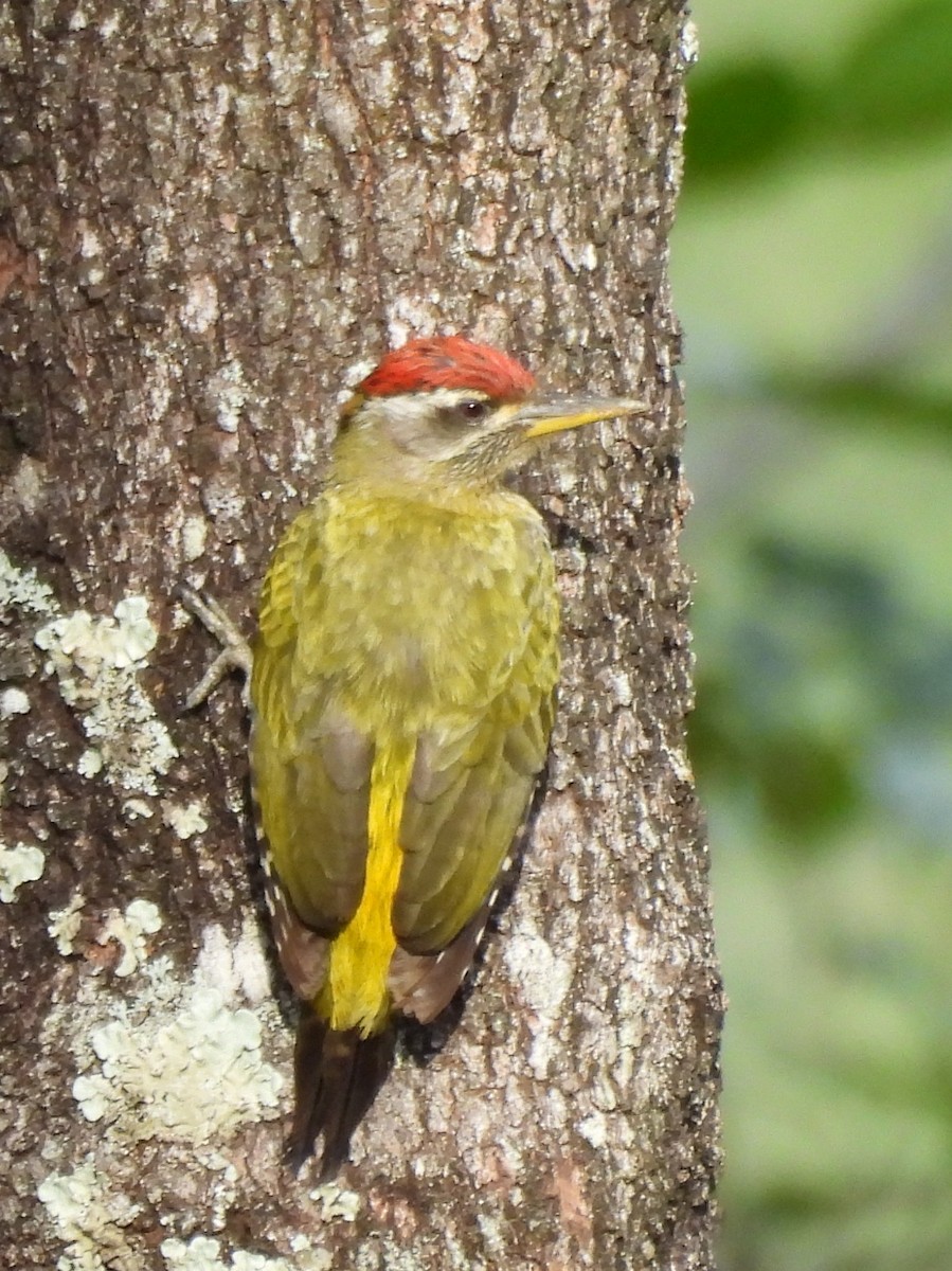 Streak-throated Woodpecker - ML638007993