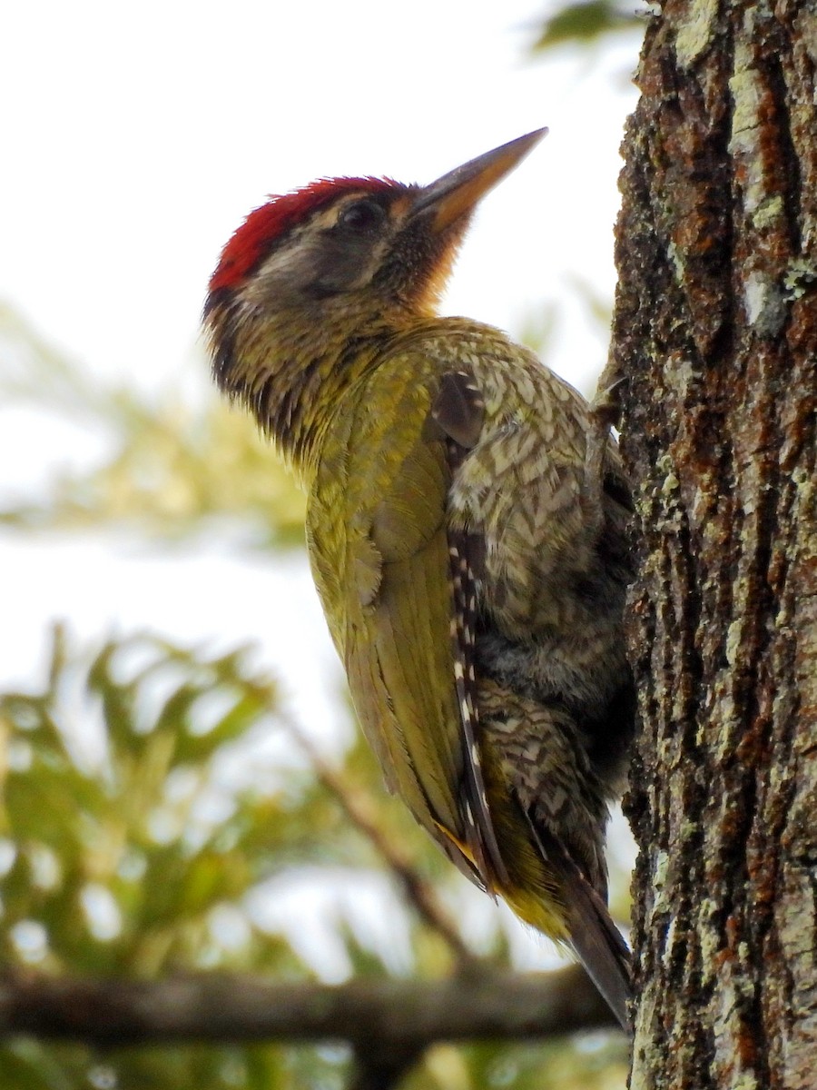 Streak-throated Woodpecker - ML638007994