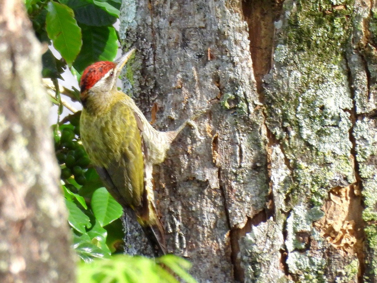 Streak-throated Woodpecker - ML638007996