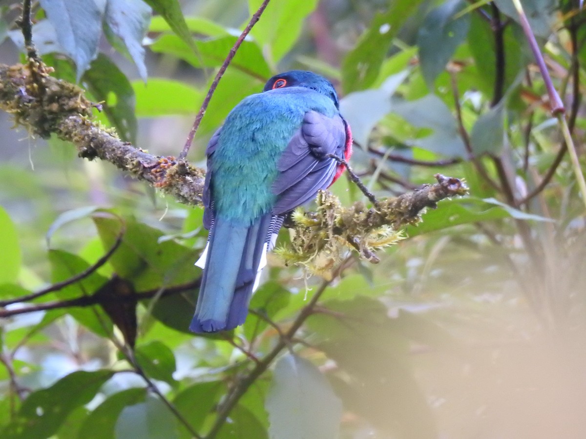Masked Trogon - ML638008008