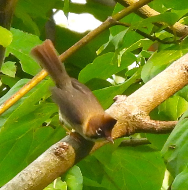 Whiskered Yuhina - ML638008011