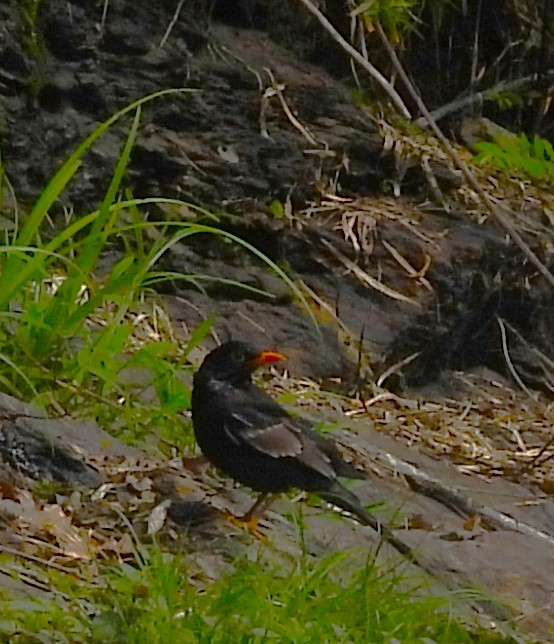 Gray-winged Blackbird - ML638008019