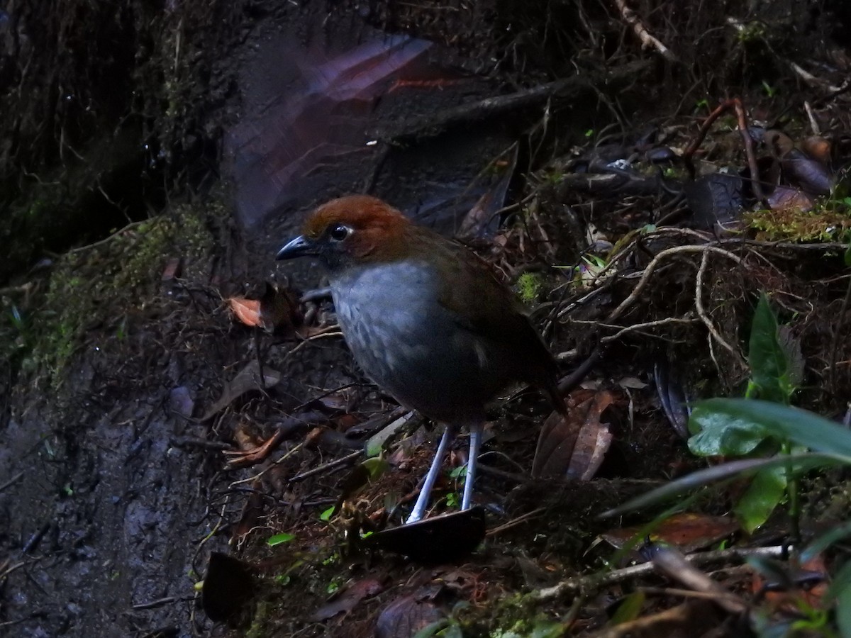 Chestnut-naped Antpitta - ML638008020