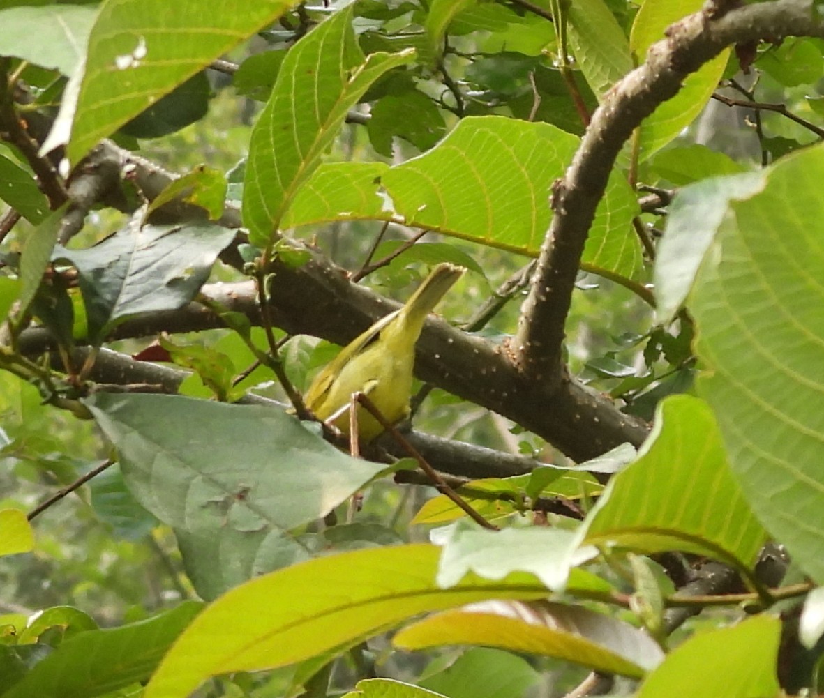 Gray-hooded Warbler - ML638008022
