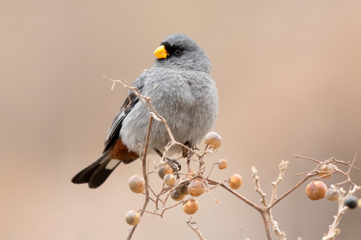 Band-tailed Seedeater - ML638008023