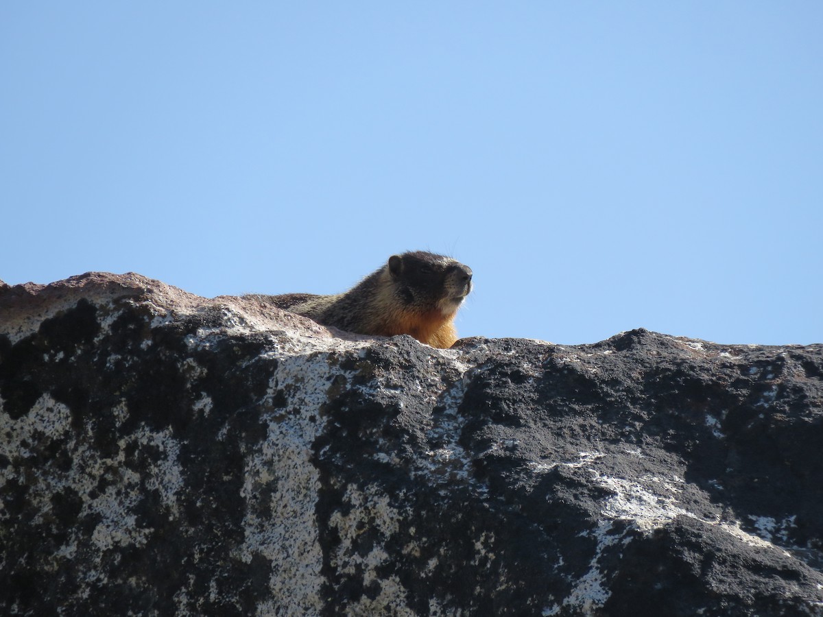 Animals - ML638008030