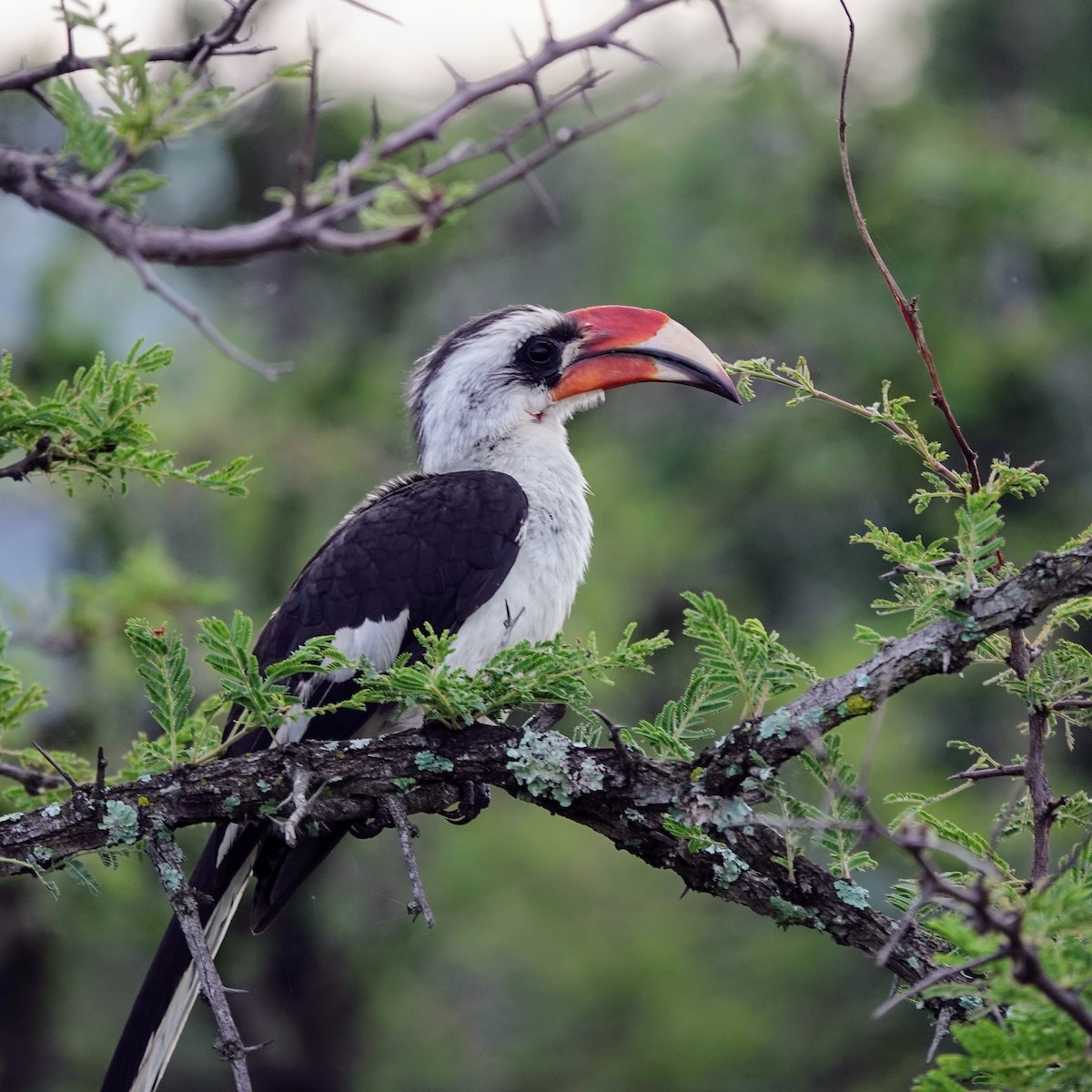 Von der Decken's Hornbill - ML638008050