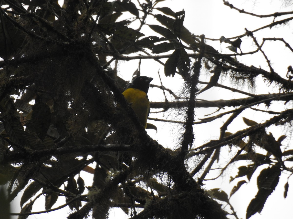 Hooded Mountain Tanager - ML638008055