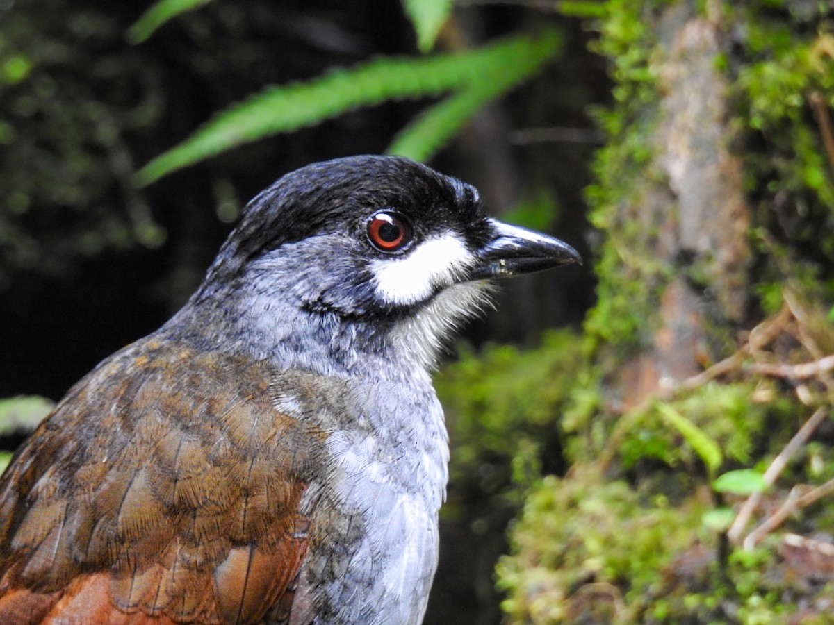 Jocotoco Antpitta - ML638008065