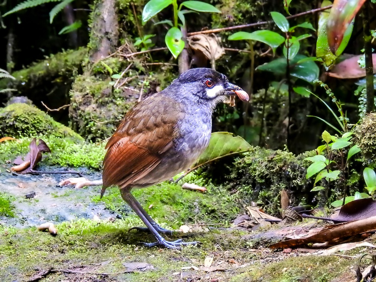 Jocotoco Antpitta - ML638008081