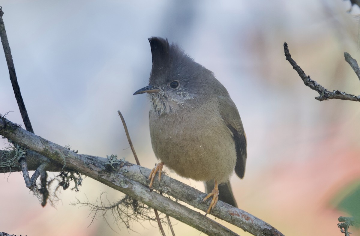 Stripe-throated Yuhina - ML638008090