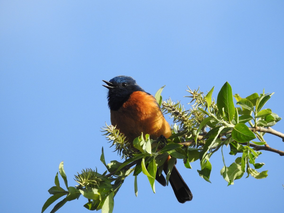 Blue-fronted Redstart - ML638008102