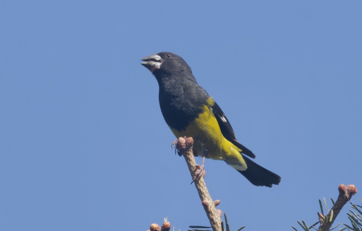 White-winged Grosbeak - ML638008109