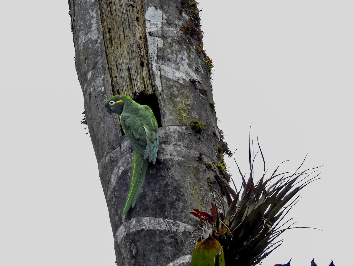 Golden-plumed Parakeet - ML638008117