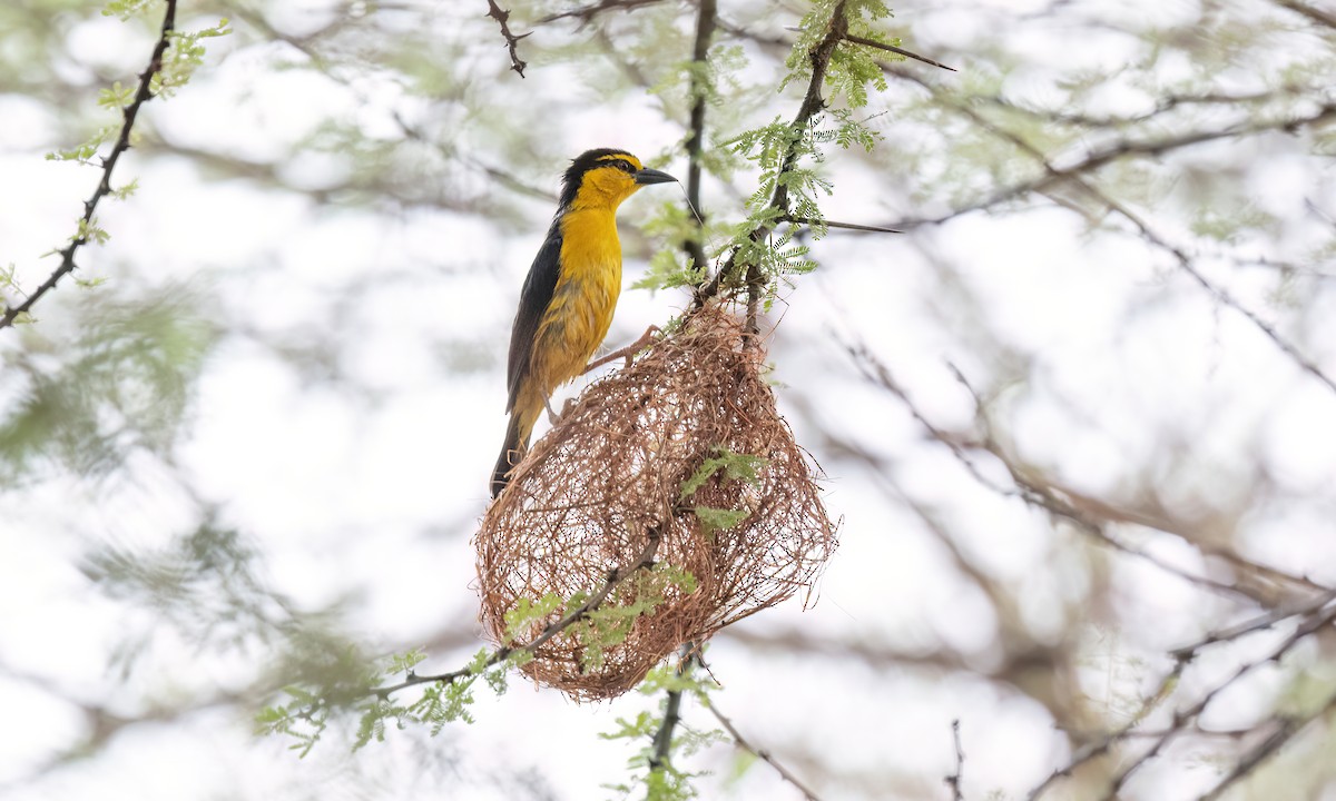 Black-necked Weaver - ML638008122