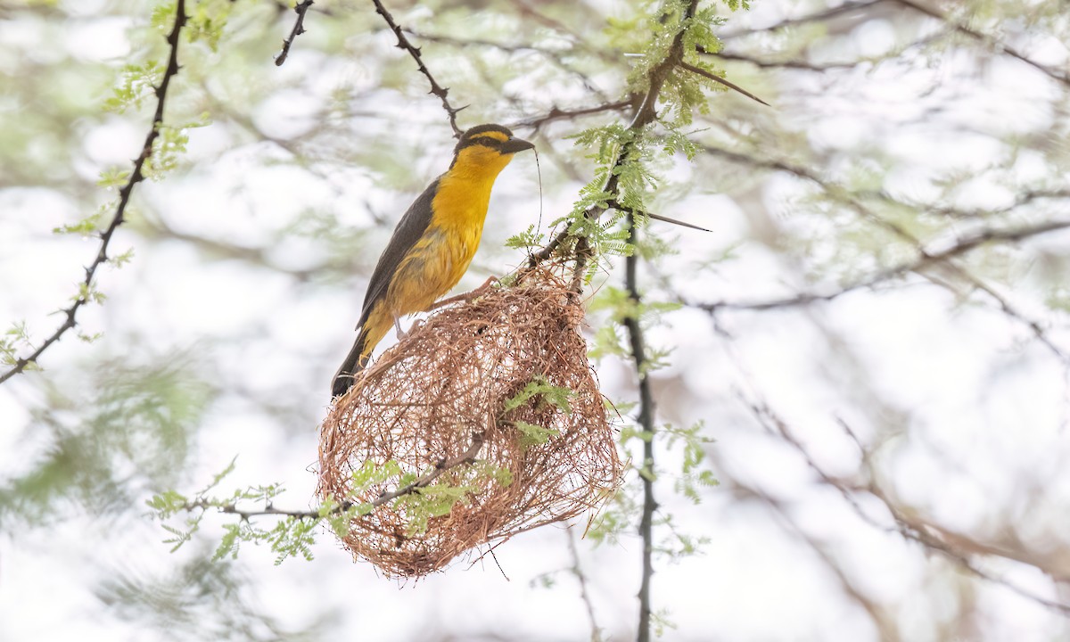 Black-necked Weaver - ML638008123