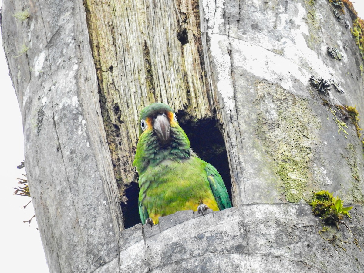 Golden-plumed Parakeet - ML638008127