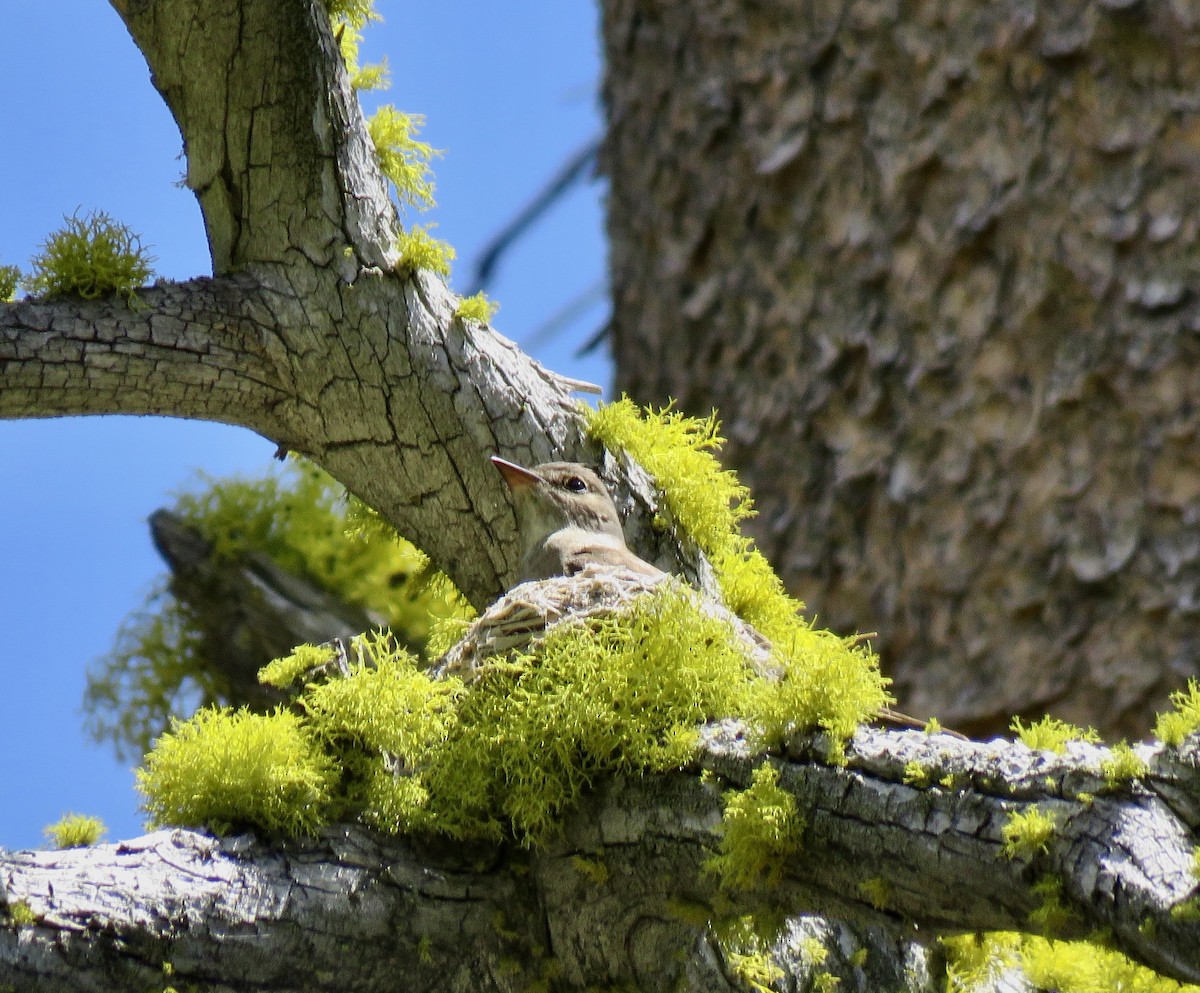 Western Wood-Pewee - ML638008137