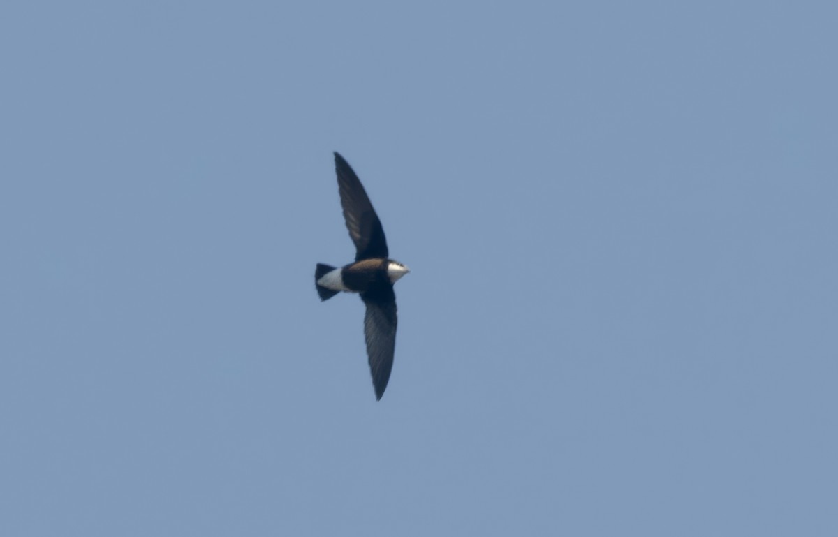 White-throated Needletail - ML638008152