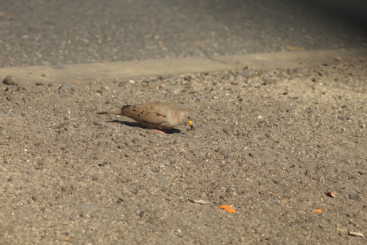 Croaking Ground Dove - ML638008162