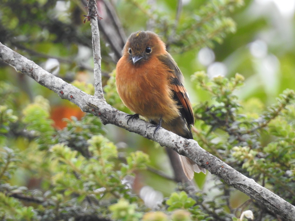 Cinnamon Flycatcher - ML638008181