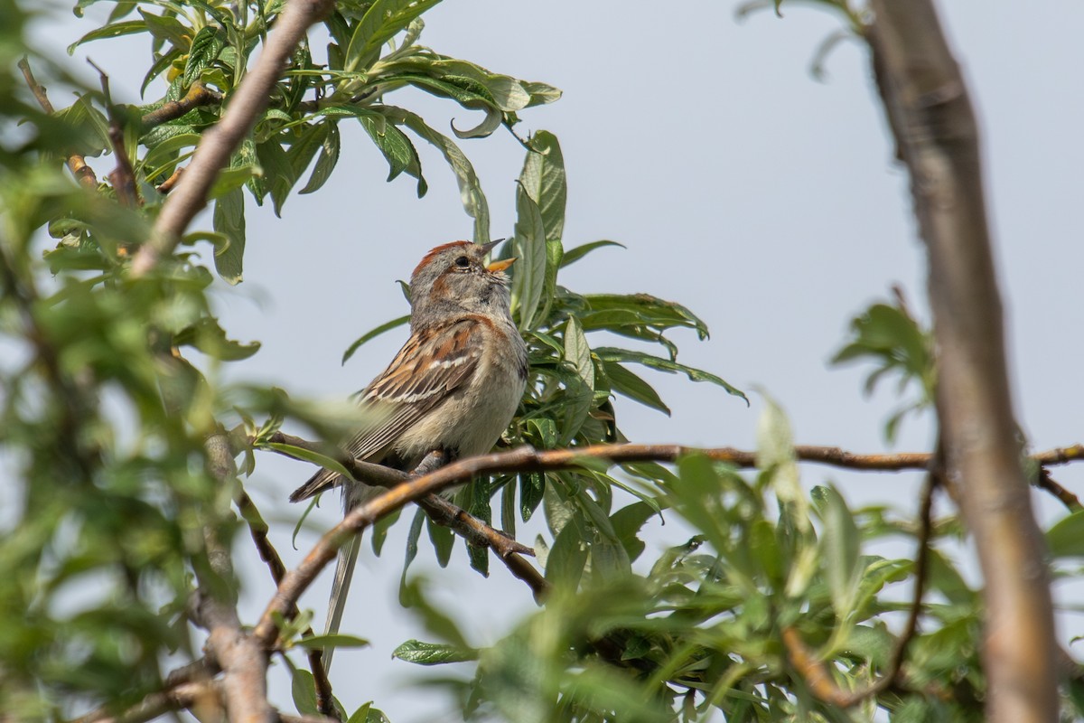 American Tree Sparrow - ML638008196
