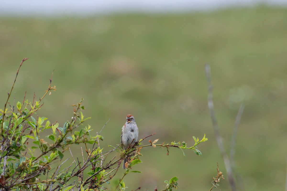 American Tree Sparrow - ML638008197