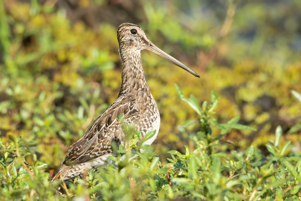 Pantanal Snipe - ML638008218