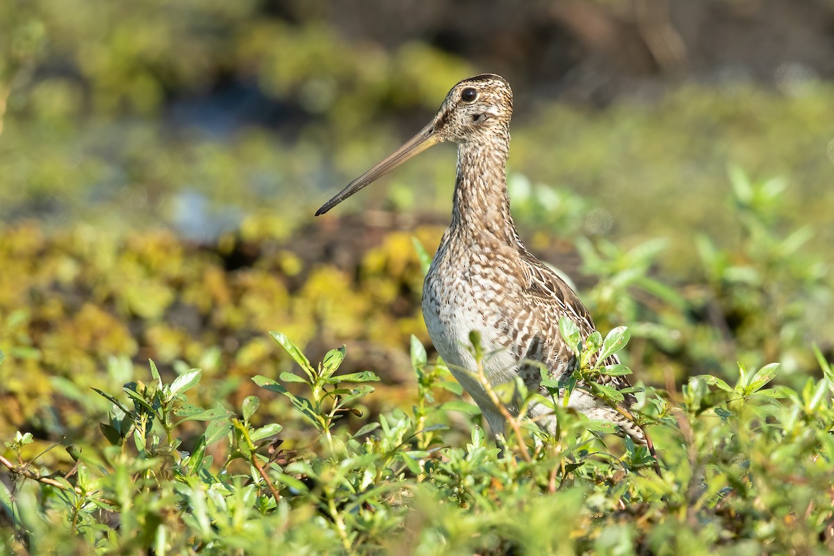 Pantanal Snipe - ML638008219