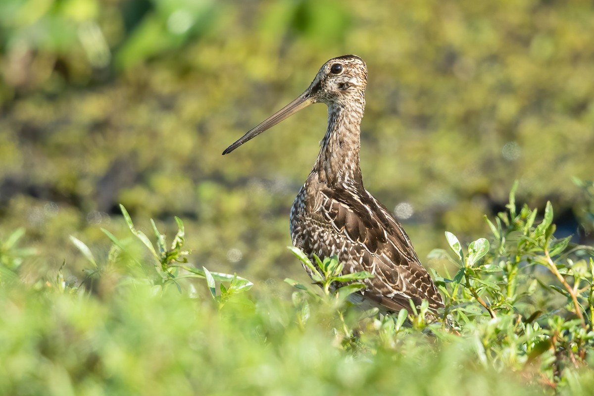 Pantanal Snipe - ML638008220