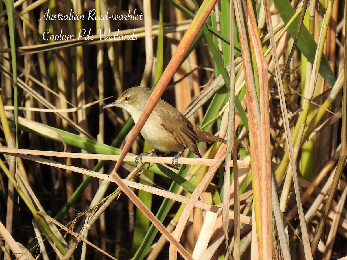 Australian Reed Warbler - ML638008226