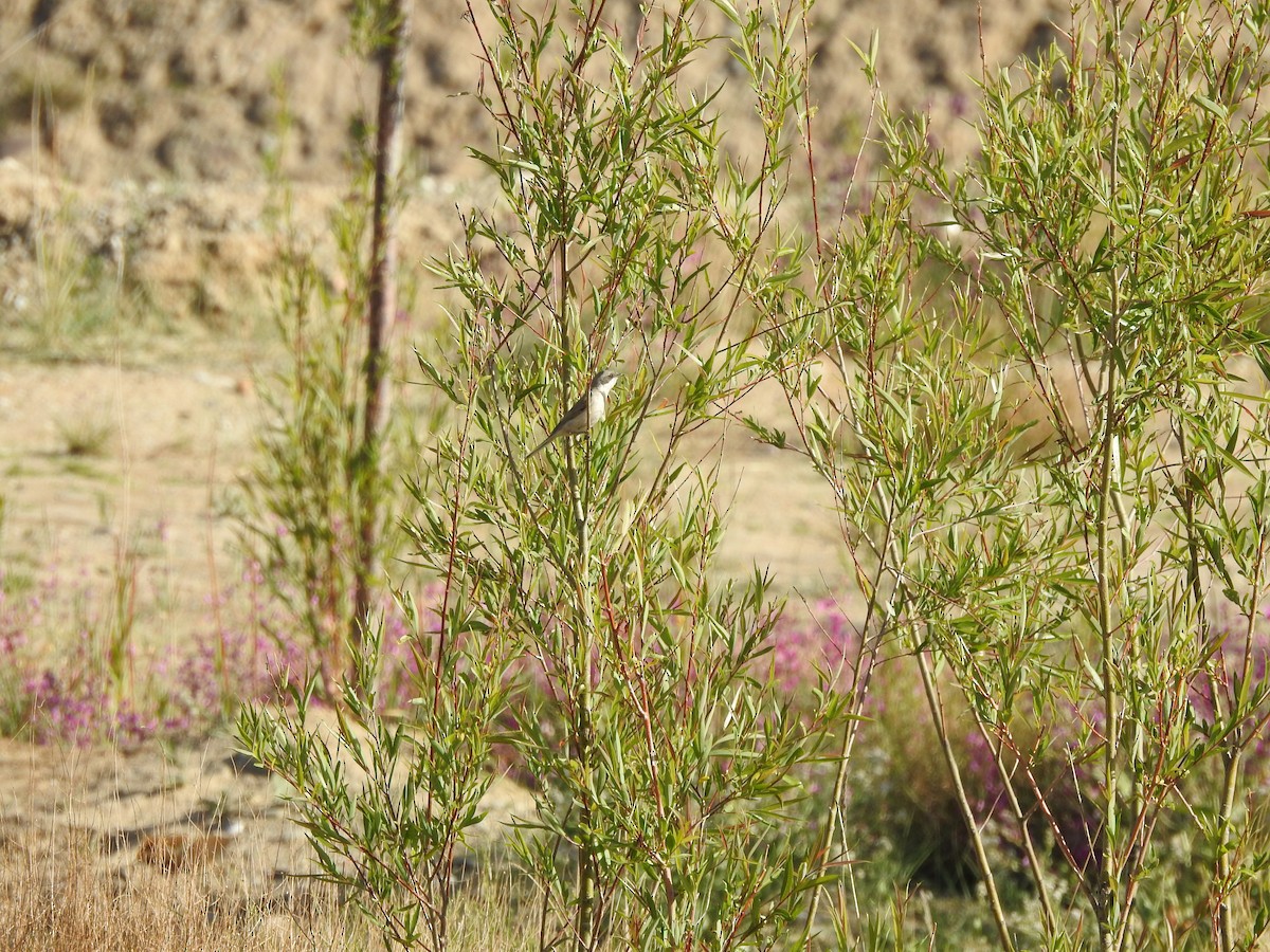 Lesser Whitethroat (Gansu) - ML638008236