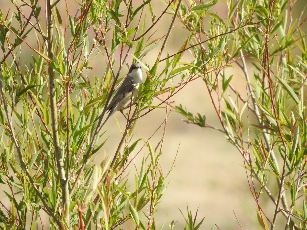 Lesser Whitethroat (Gansu) - ML638008237
