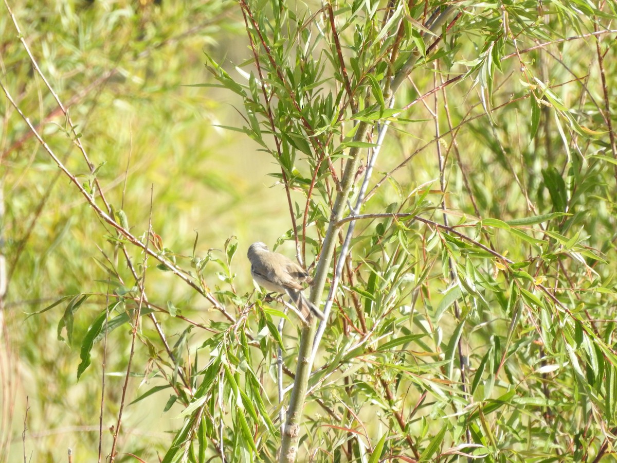 Lesser Whitethroat (Gansu) - ML638008238