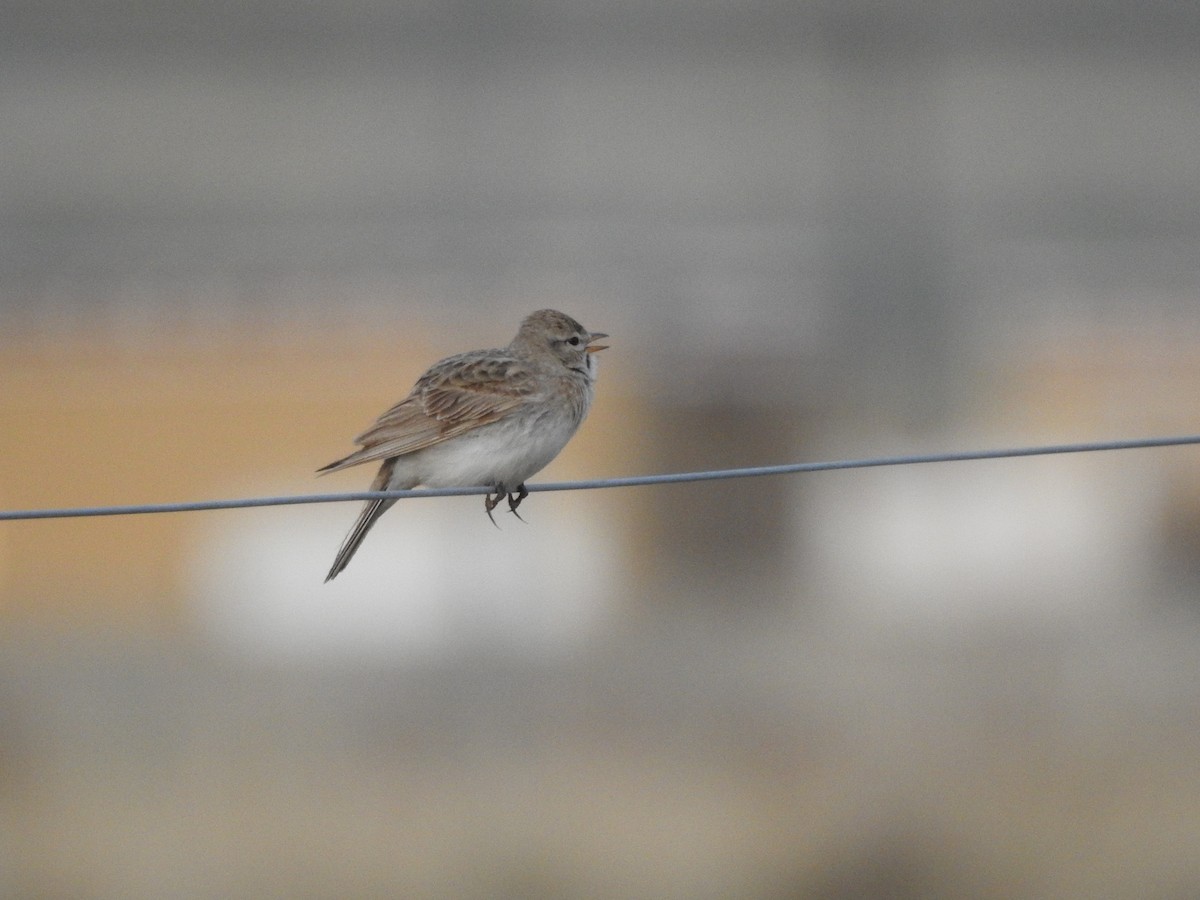 Hume's Lark - ML638008254