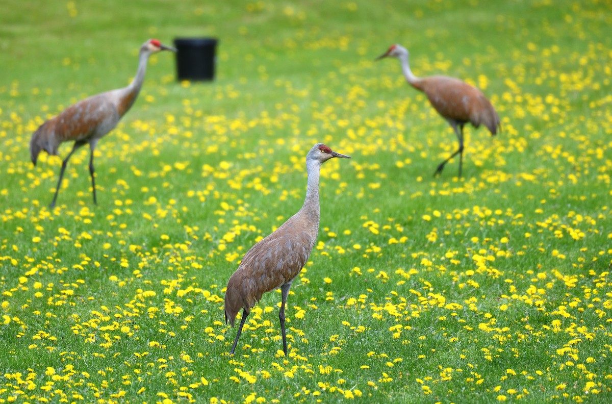 Sandhill Crane - ML638008255