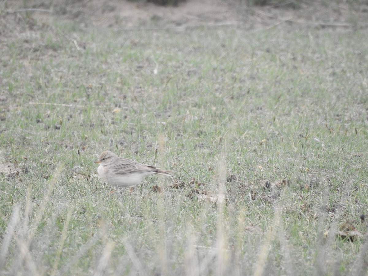 Hume's Lark - ML638008256