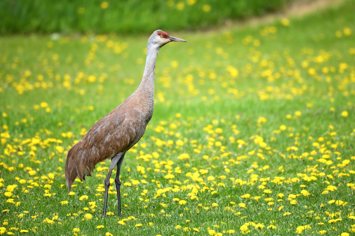 Sandhill Crane - ML638008259