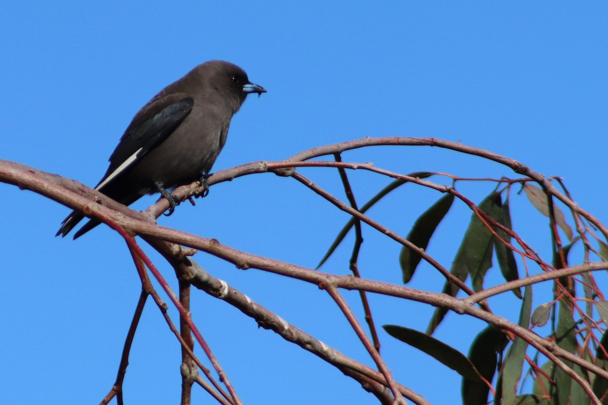 Dusky Woodswallow - ML638008260