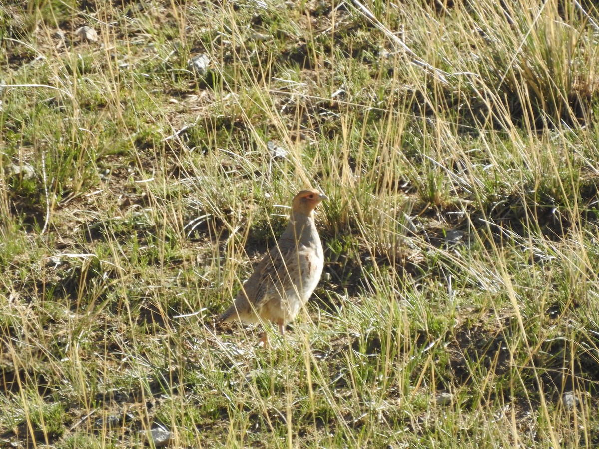 Daurian Partridge - ML638008287
