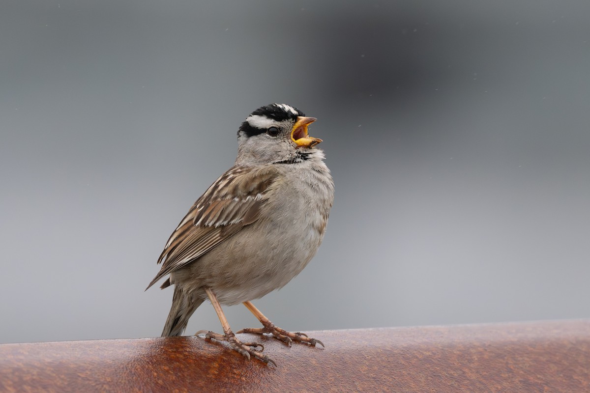 White-crowned Sparrow (pugetensis) - ML638008290